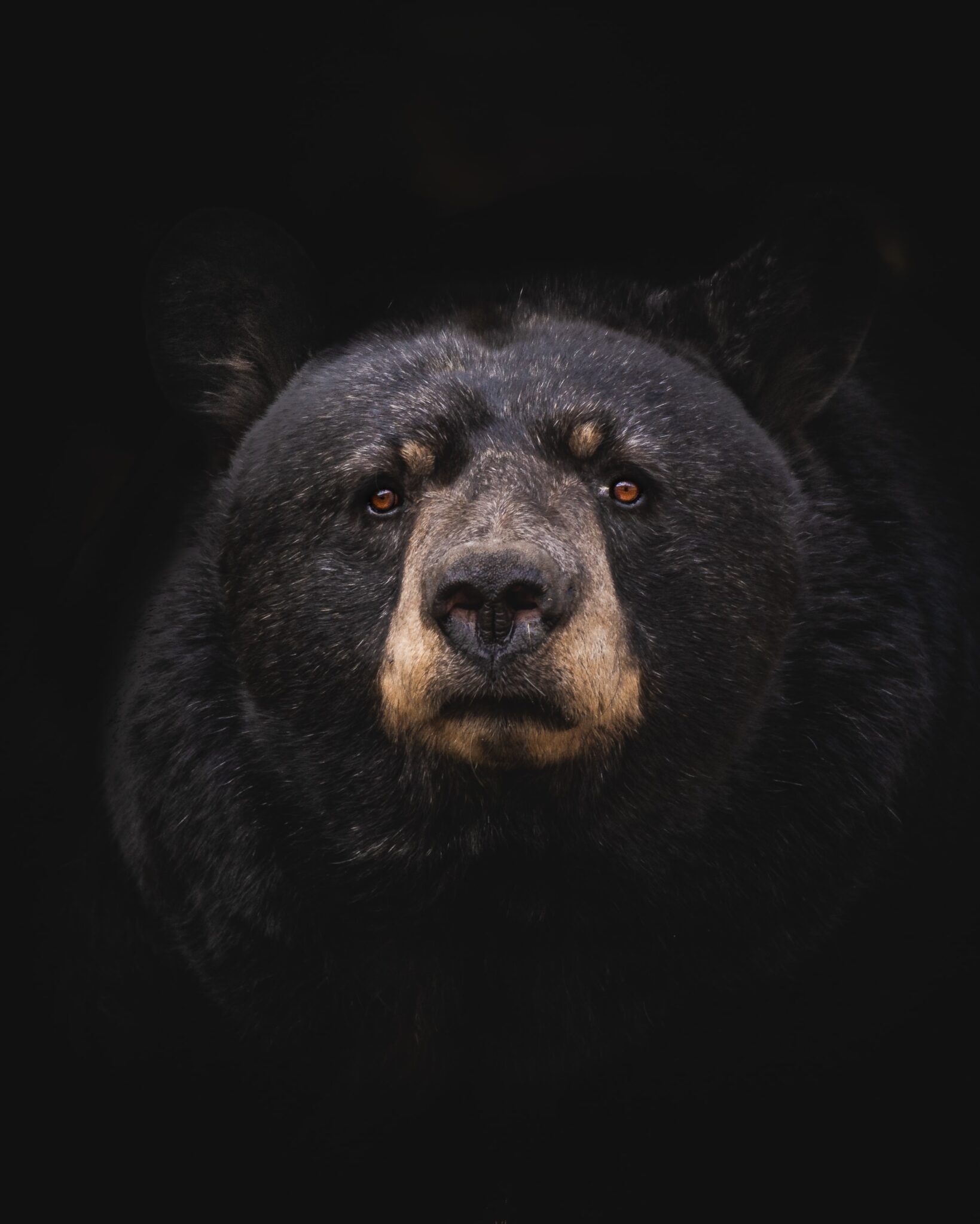 BEAR Business Valuation