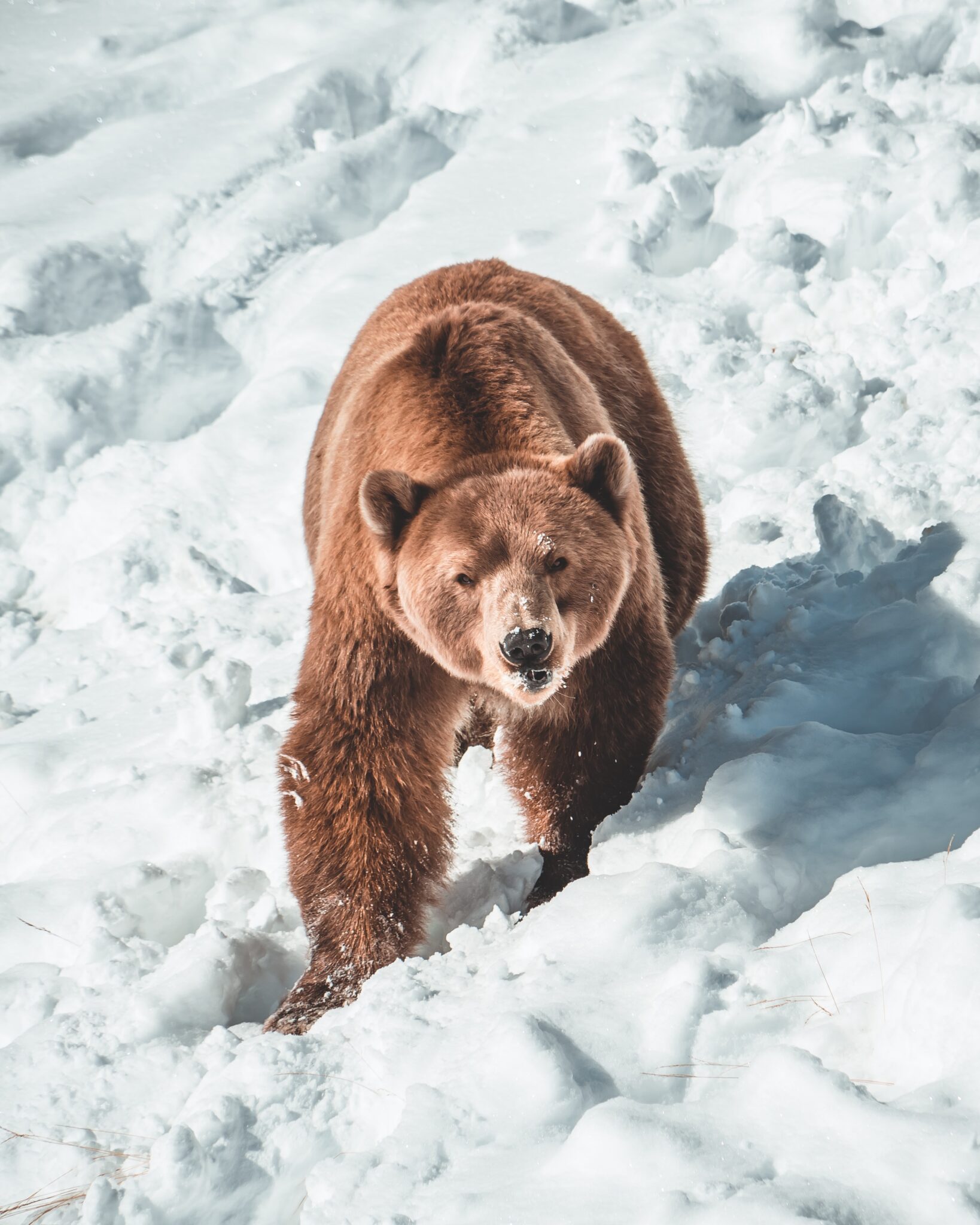BEAR Business Valuation