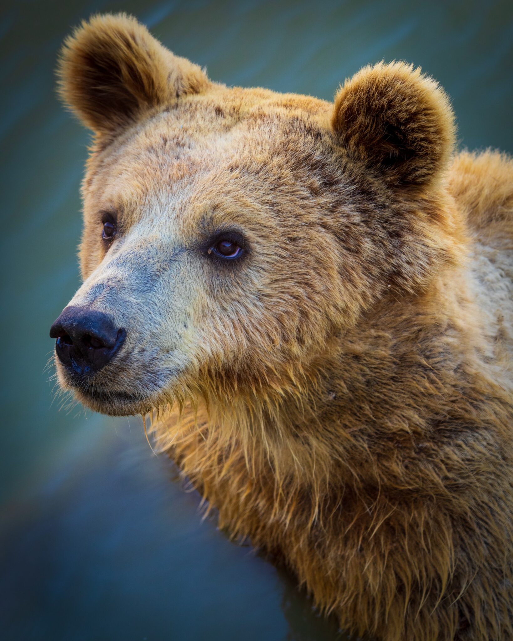 BEAR Business Valuation